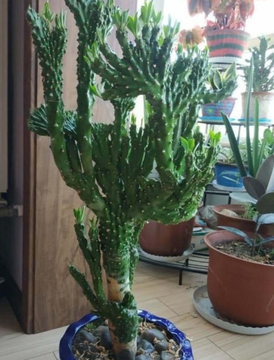 麒麟掌用什么盆栽最好,养麒麟该怎么样浇水