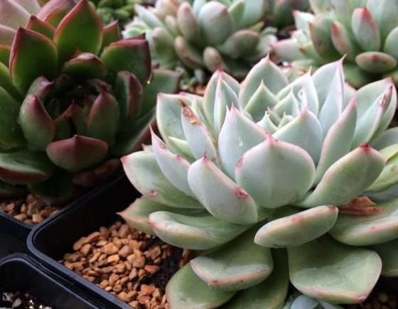 自带颜色又好养的多肉,和月亮仙子多肉相像的品种