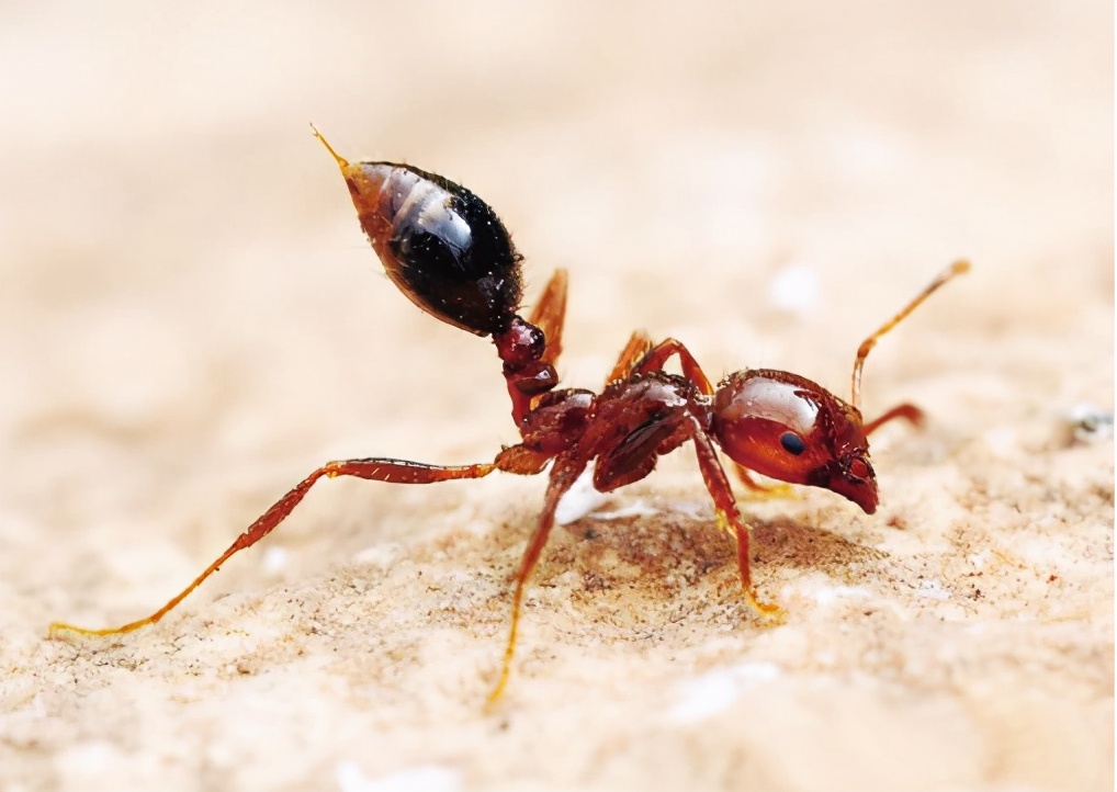 广西红火蚁已经蔓延到什么地方,红火蚁现在蔓延到哪些省