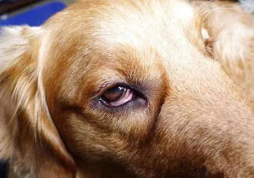狗狗结膜炎需要多少钱,狗狗眼睛结膜炎