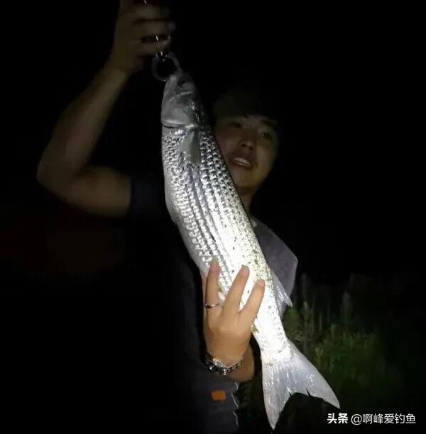 从无到有循序渐进,如何钓乌头鱼跟鲻鱼