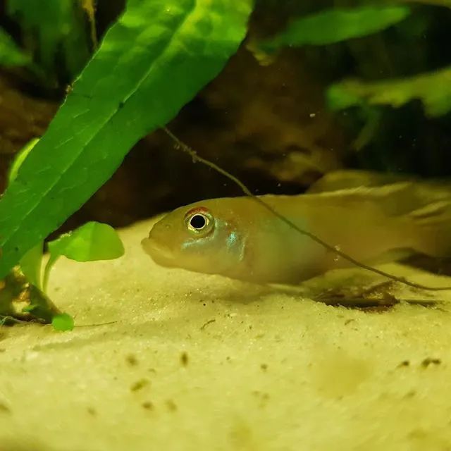 三湖慈鲷繁殖的条件,渔场繁殖三湖慈鲷