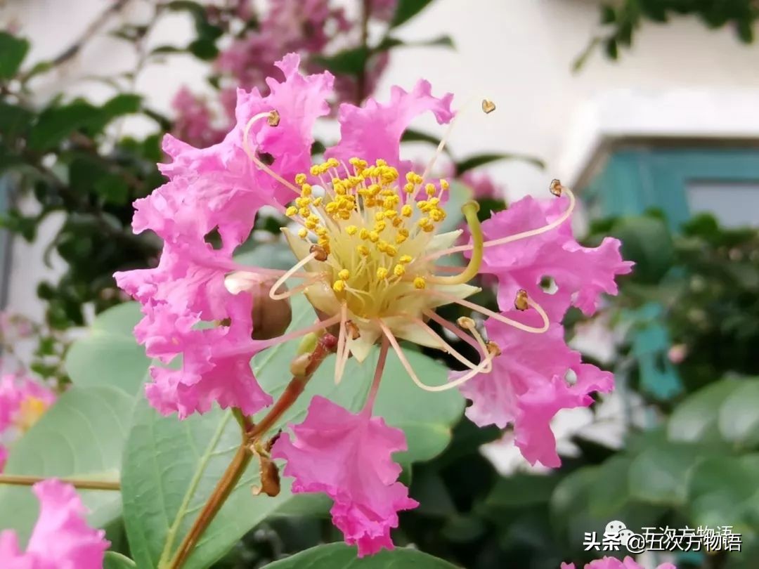 大叶紫薇和大花紫薇一样吗,大花紫薇大叶紫薇