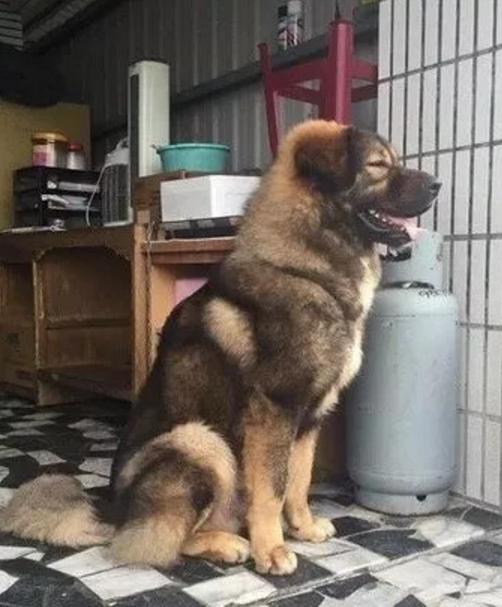 带狗狗打针回来很狂躁,带着狗子去打针