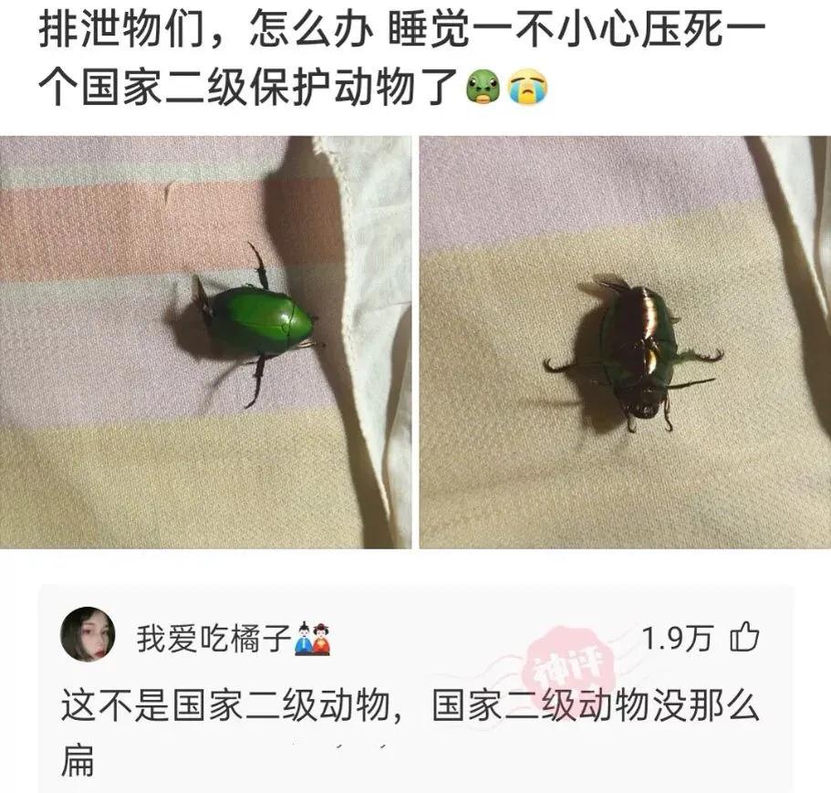 苹果手机不小心把app商店删除,苹果appstore移除主屏幕怎么恢复
