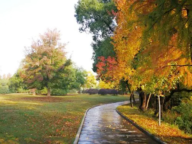 尼克松送给杭州的哪五棵树,尼克松带来的树