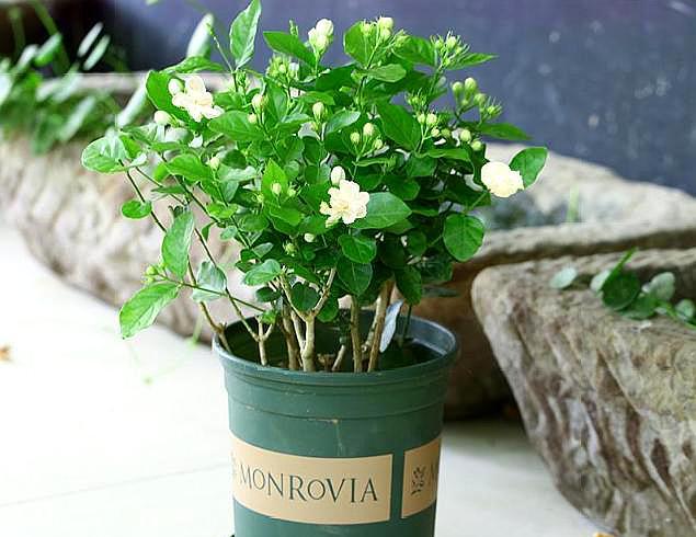 养老桩茉莉花,“半死不活”太愁人?这样去处理,焕发“新生机”