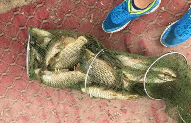 钓鱼小药人吃了有危险吗,小药野钓是不是智商税