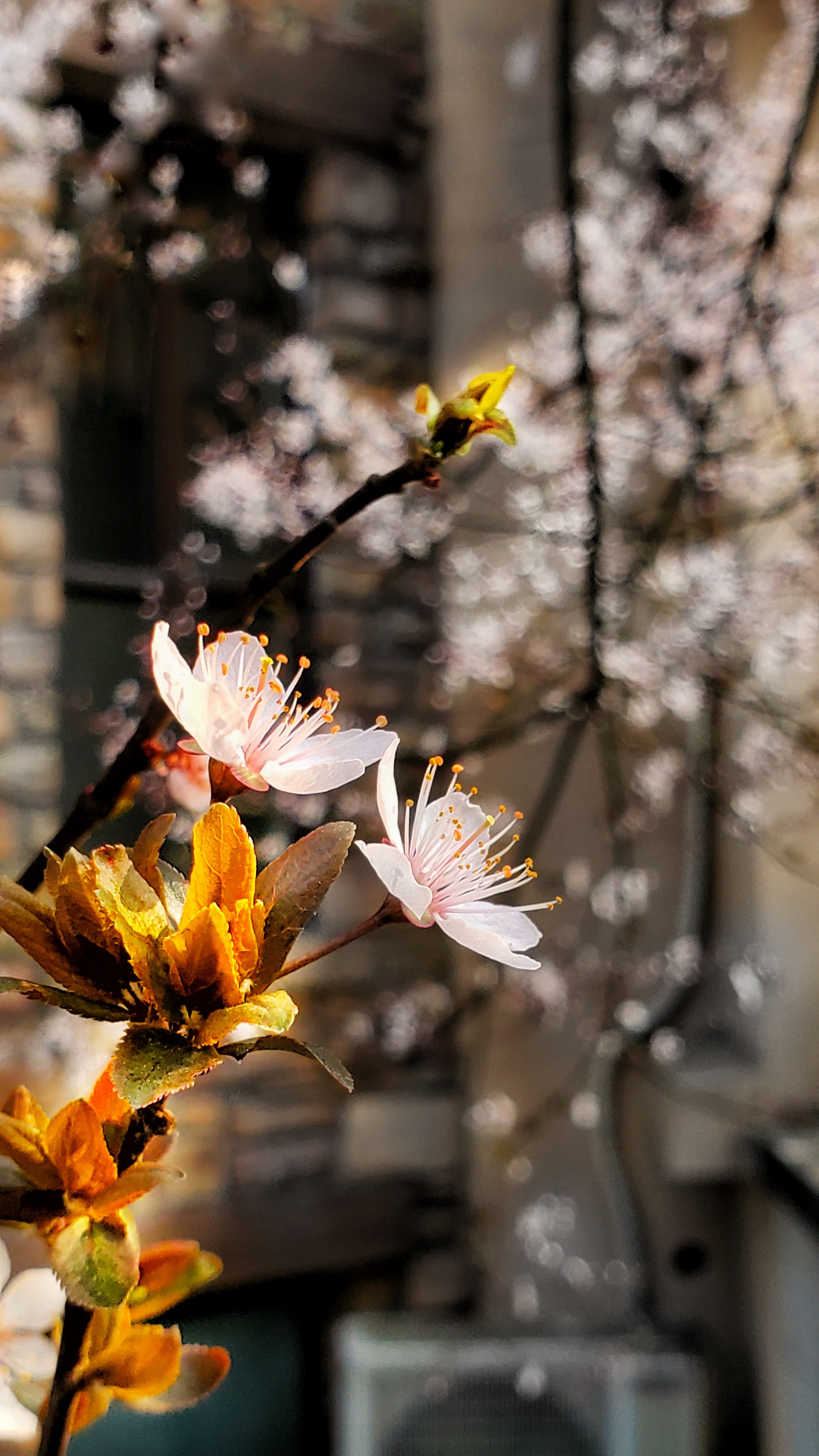 和春住。带着小神兽去踏青