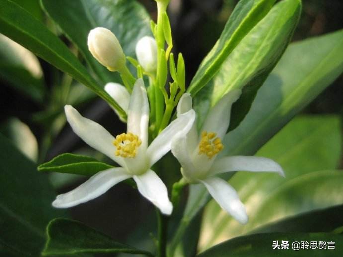 橘柚花诗词精选一十八首蓼岸风多橘柚香，堪怜堪爱还堪惜