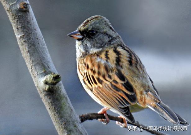 灰颈鹀新疆亚种介绍,灰头鹀是什么