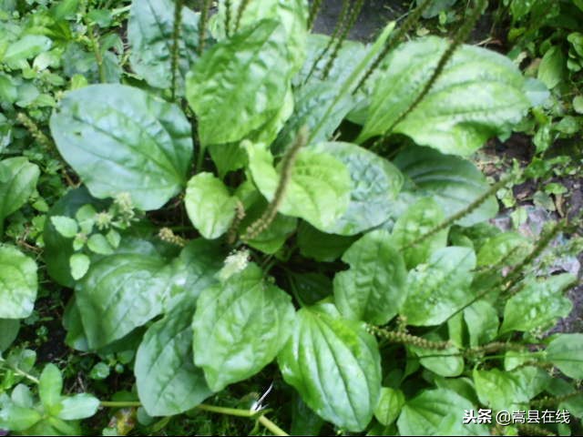 农村身边常见中草药不要错过这些宝贝！