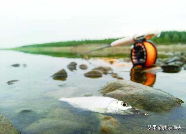 路亚钓马口的技巧和方法,怎样才能钓马口钓得多又快