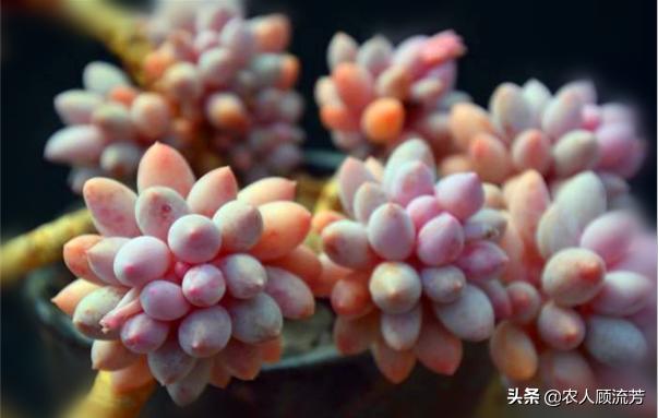 类似婴儿手指的多肉,跟婴儿手指类似的多肉品种