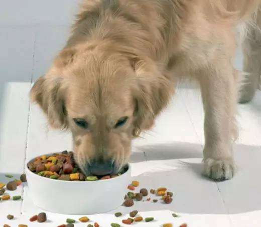 过多的摄入盐对身体有哪些危害,宠物摄入盐分