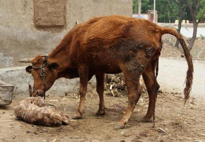 母牛产后不吃草怎么办?母牛产后不吃不喝怎么办?这些方法很有用