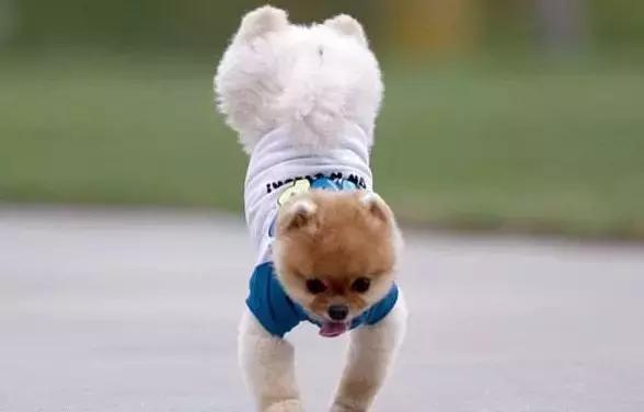 狗狗忽然不活泼,狗狗突然不太有精神了