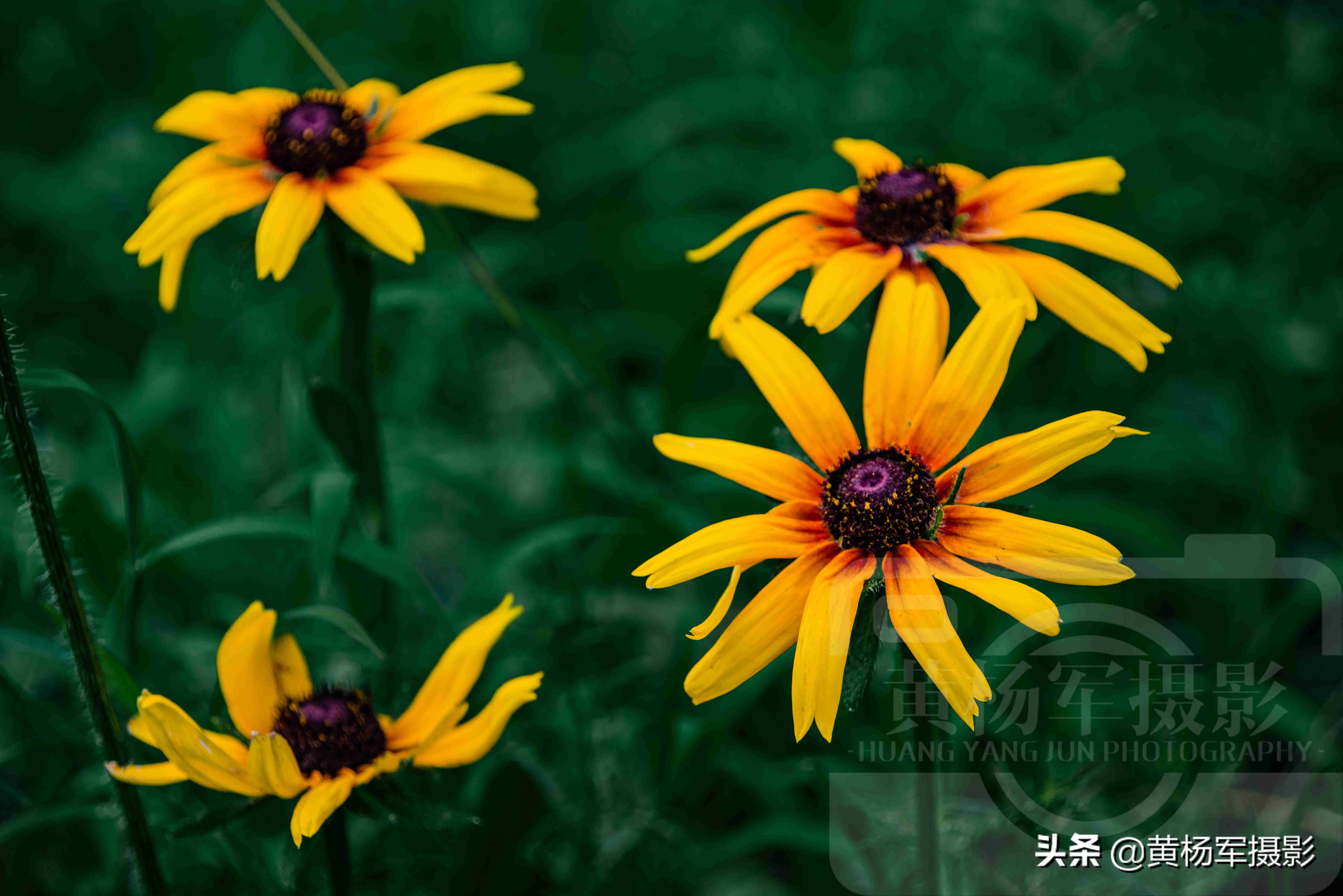 黑心金光菊雌雄同株还是雌雄异株,小向日葵和黑心金光菊有什么不同