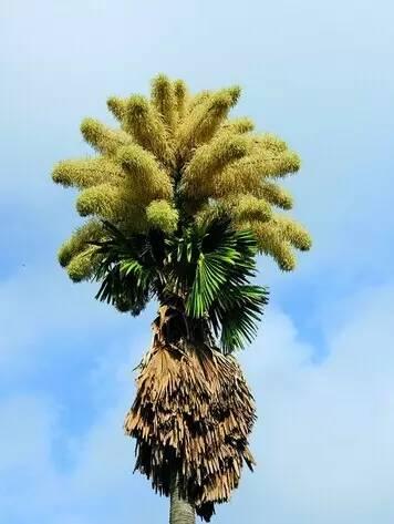 我的爱好之一是的英语,我的爱好之一是弹钢琴用英语怎么说