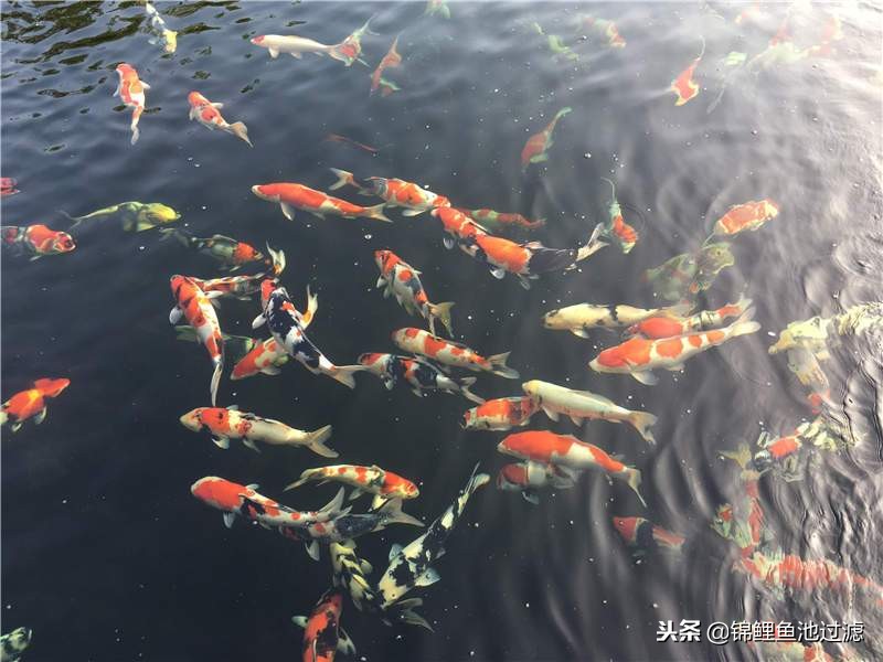 锦鲤鱼生病了身上起白霜,锦鲤鱼生病了吃什么药