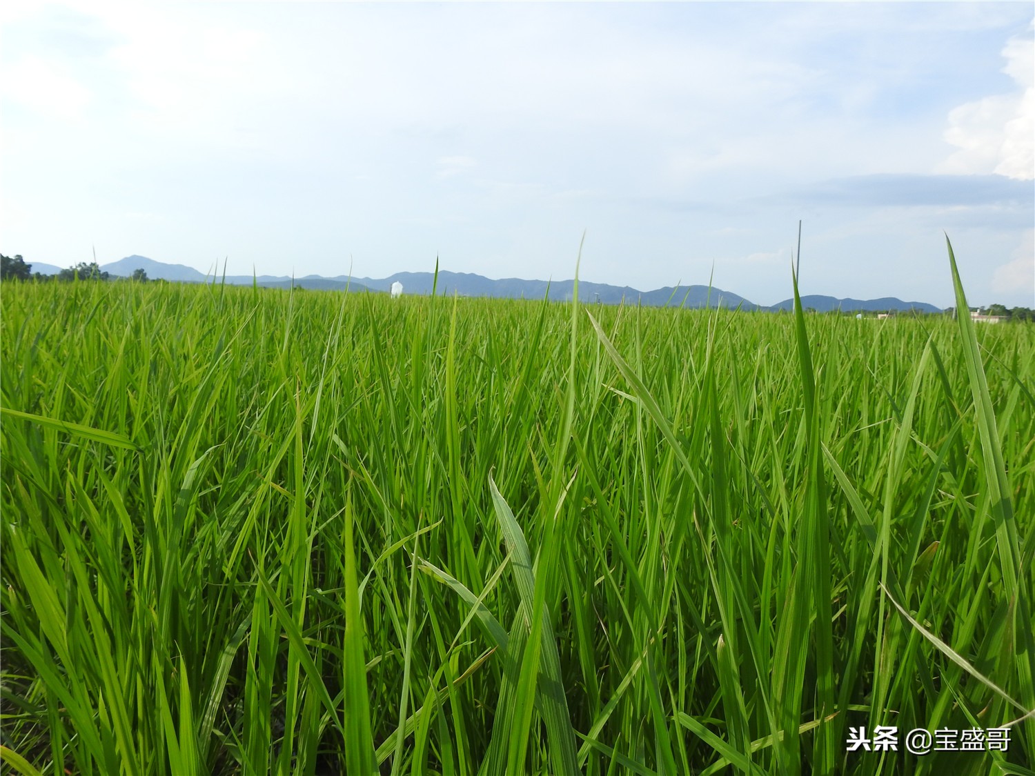 罗定值得人去的地方,罗定的一处美景