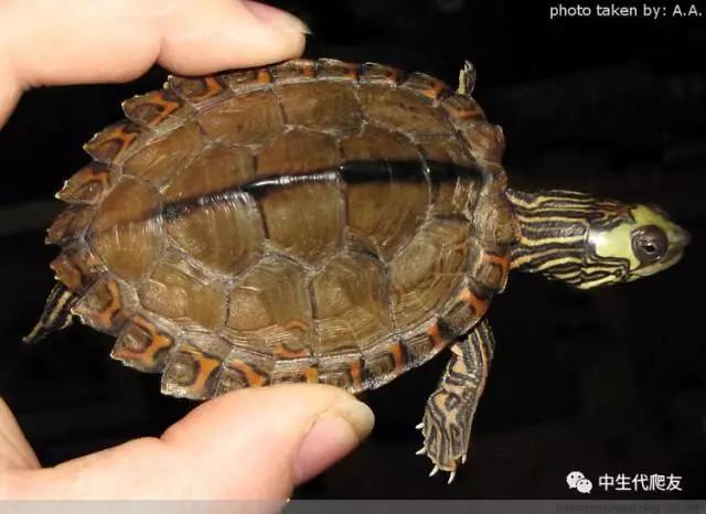 正宗的地图龟,史上最差的地图龟