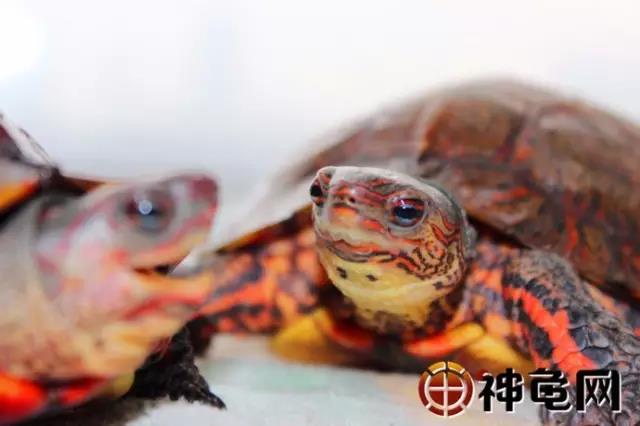 洪都拉斯木纹龟是保护动物吗,洪都拉斯木纹龟高背