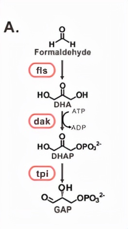 二氧化碳合成淀粉路径,从二氧化碳人工合成淀粉靠谱吗