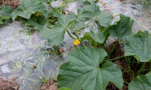 露地西瓜一亩地施多少肥料产量高,怎样种植西瓜产量高甜度高视频