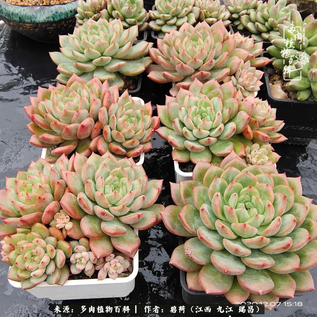 养了五年的多肉看到岁月的痕迹,经过一年春夏秋冬的轮回