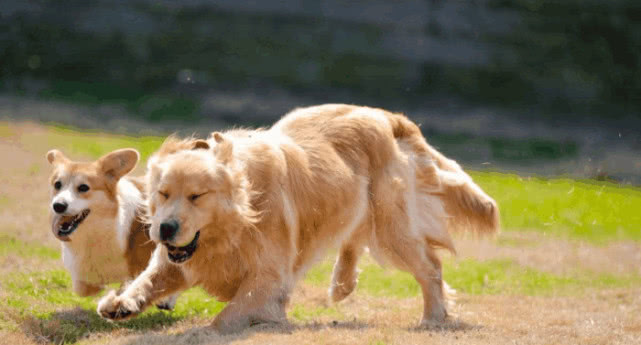 狗狗吃有盐的东西有什么危害,狗狗食盐催吐