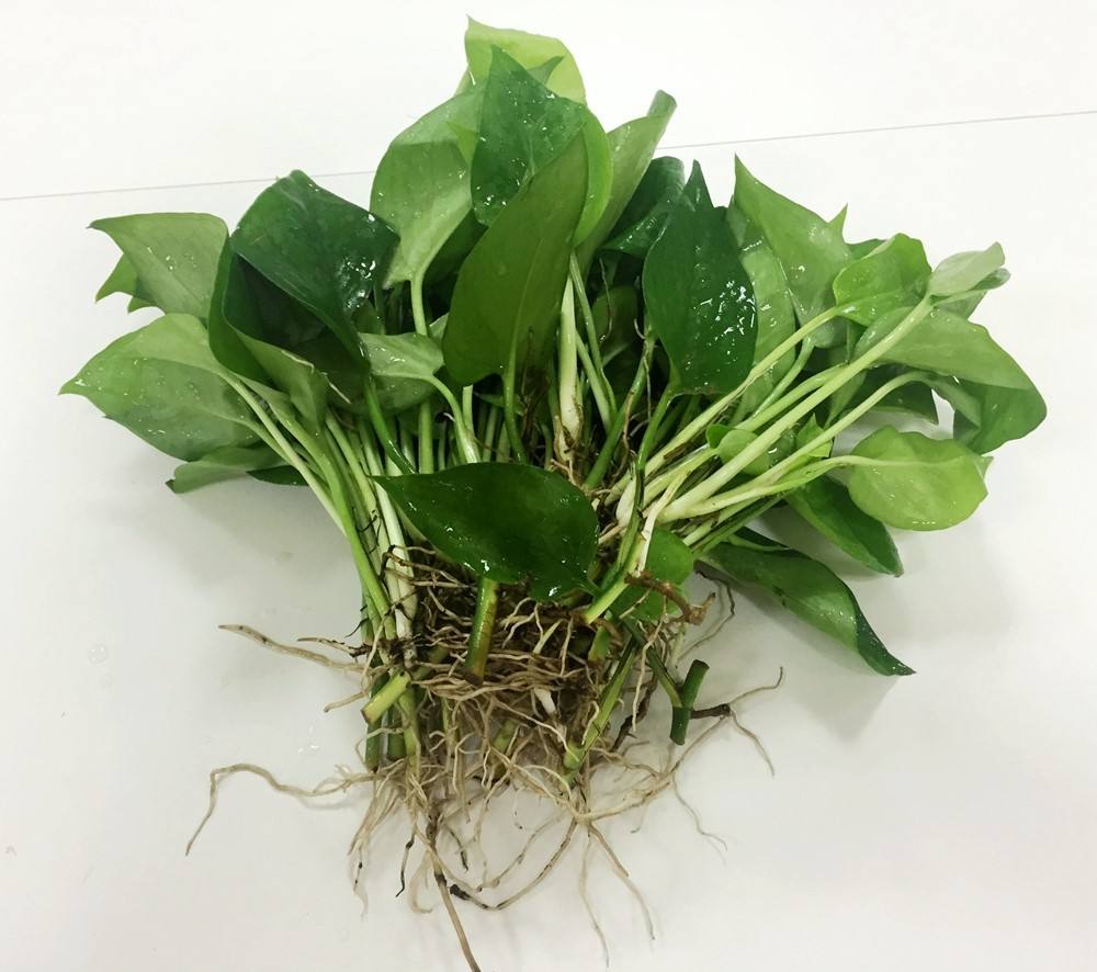 水培绿萝浇水口诀顺口溜,绿萝水培方法和注意事项