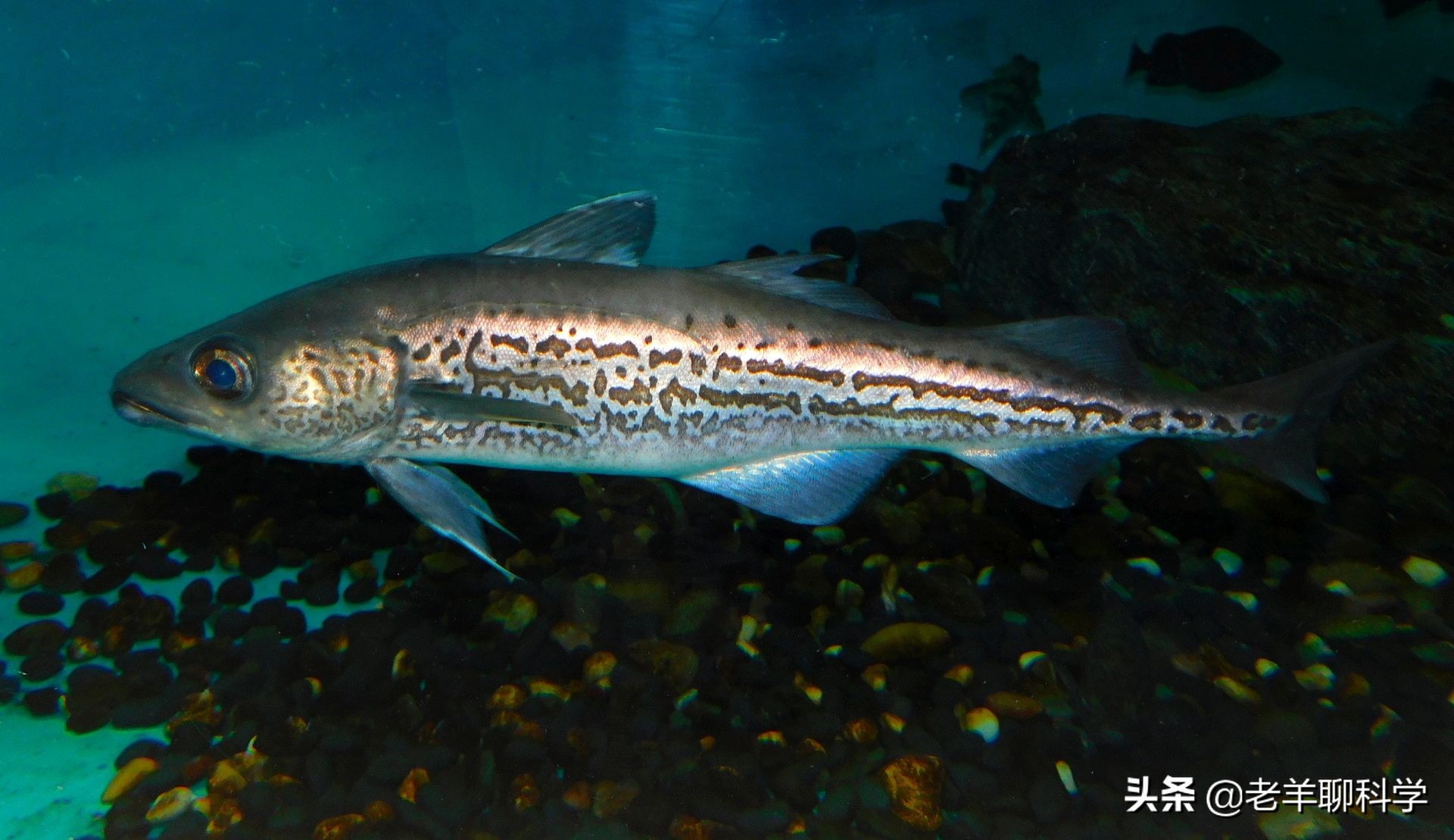 掌握朝鲜半岛的“救命鱼”，俄罗斯却拱手让中国，究竟有何企图？