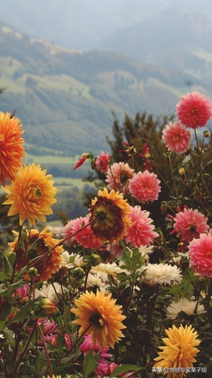 情感咨询栗子每日问答,情感咨询栗子姐