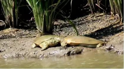 一百亩稻田养甲鱼需要投资多少钱,稻田养殖甲鱼需要投资多少钱