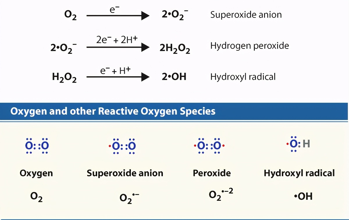 酒精主要影响大脑的哪个部分,酒精对大脑造成的第一个反应