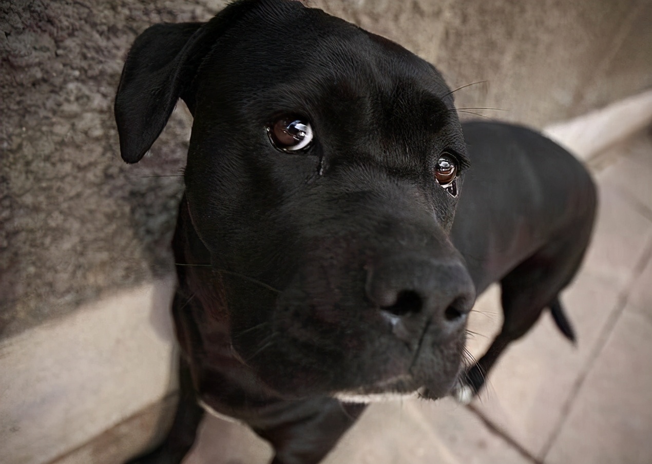 为什么养狗的人很脏,为什么养狗的人会让别人感到讨厌