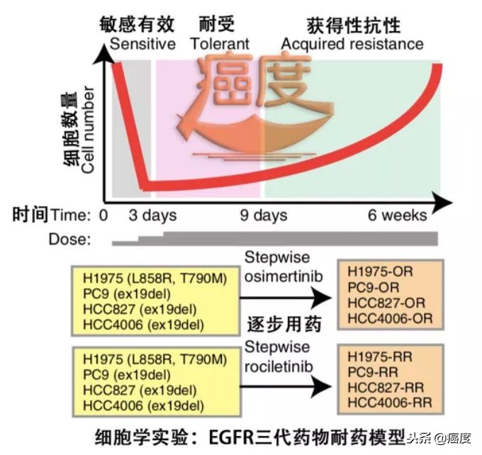 抗肿瘤靶向药物egfr,egfr靶向药物易瑞沙