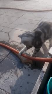 香港富商都是去内地看病吗,香港大佬开奔驰去医院