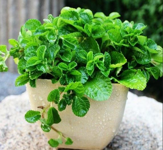 盆栽薄荷种子的种植方法,盆栽薄荷叶子枯黄了咋办
