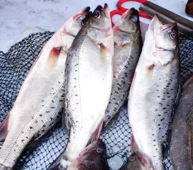 宁波一渔民整理海鲜大全,宁波最全的海鲜