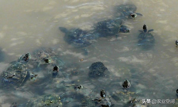 巴西彩龟幼龟最全面的养殖方法,巴西彩龟怎么养最简单的方法