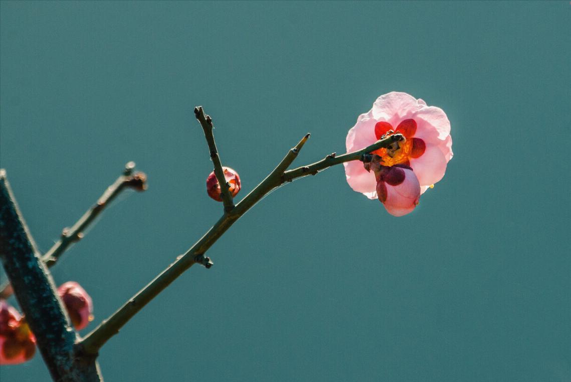 想念是有声的思念是无声的,想念是无尽的等待