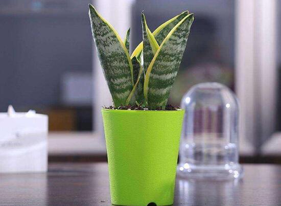 虎皮兰长太高的修剪方法,虎皮兰长得太长怎么修剪才能好看