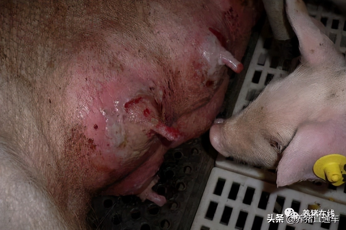 母猪产后无乳怎么办免费教你一招,母猪产后无乳或泌乳不足五妙招