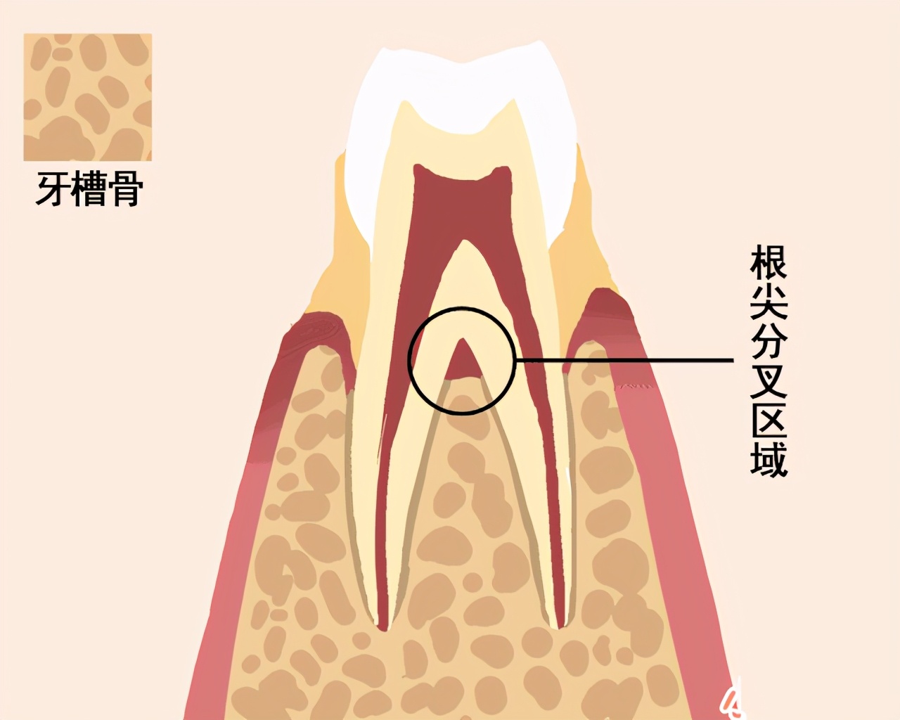 人到中年没能逃过发福和脱发,人到中年逃不过脱发和发福