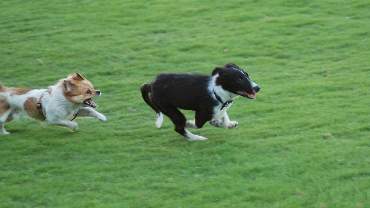 为啥狗狗交配后就跑？资深铲屎官也未必知道