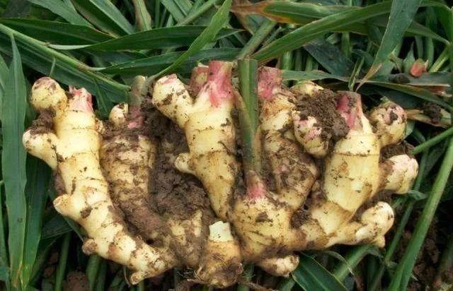 盆栽的生姜为什么生长慢,生姜发芽的土里可以种花吗