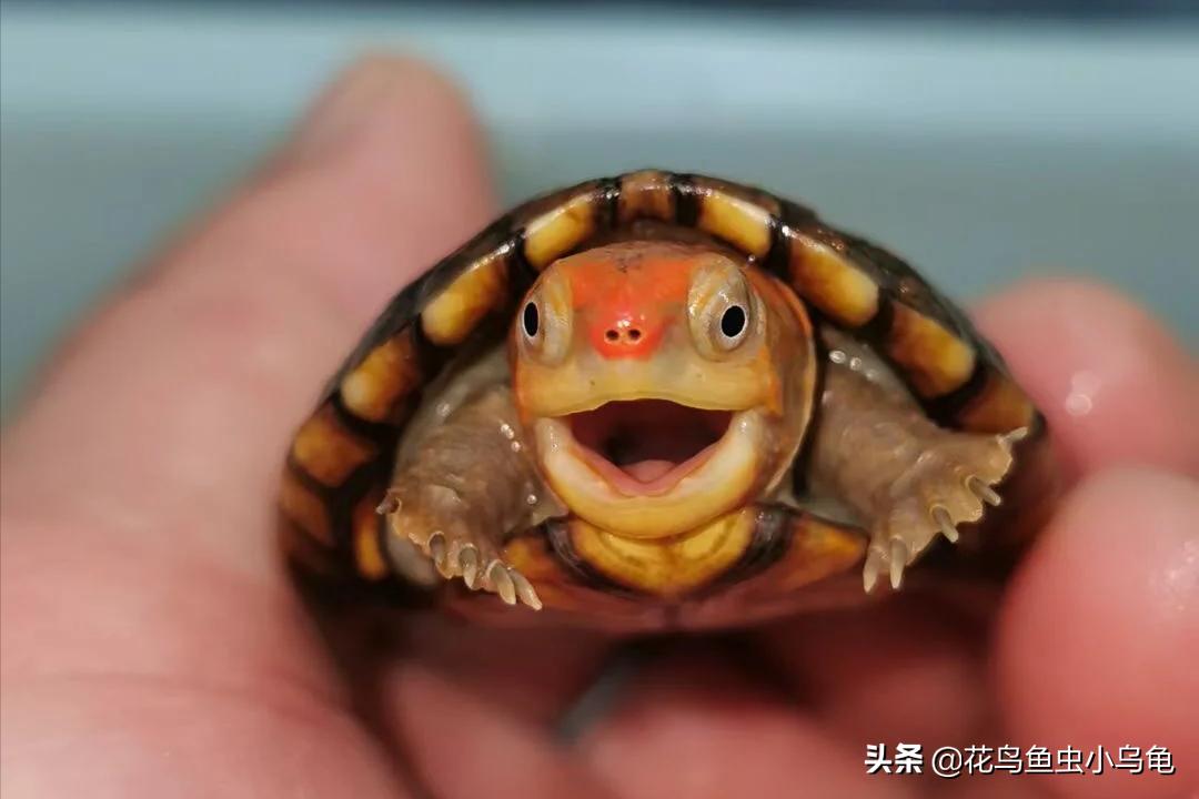 最常见的几种乌龟的品种,常见乌龟的种类及图片介绍