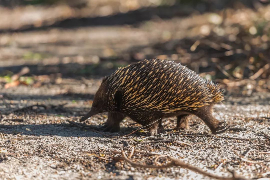悉尼到阿德莱德自驾游,澳大利亚阿德莱德悉尼距离
